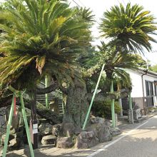 道路沿いに枝を伸ばす