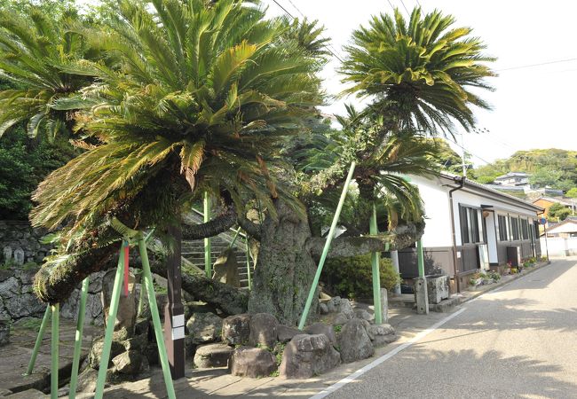 大ソテツ クチコミ アクセス 営業時間 平戸 生月島 フォートラベル
