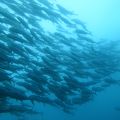 群れに巻かれたくなったらバリカサグ島へ