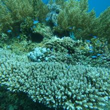 浅瀬のサンゴ礁とハナゴイ