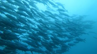 バリカサグ島