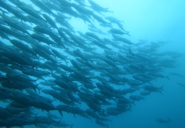 群れに巻かれたくなったらバリカサグ島へ