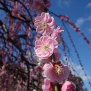 しだれ梅が有名ですが，一年中お花を楽しめます。