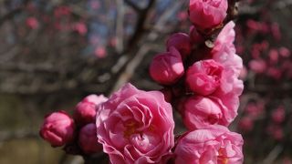 梅は咲いたか，桜はまだかいな。