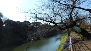 桜、未だ、まだ、蕾