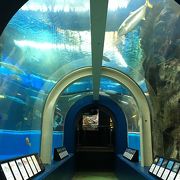 日本初がたくさんの老舗水族館。