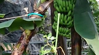 熱帯植物がたくさんあります。