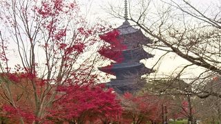 京都のランドマーク的五重の塔