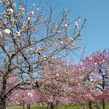 花桃