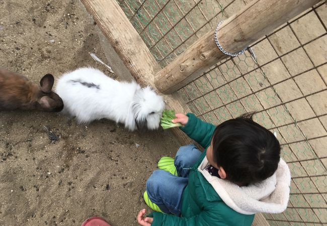 動物との距離の近さがいい