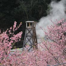駅前にも温泉櫓。河津桜も満開。