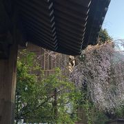 もう桜が咲き始め