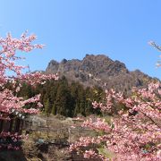 河津桜がきれいでした。