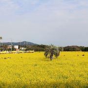 バスはスカスカでしたが、マイカーの訪問客は駐車場待ちでした