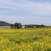 伊良湖岬の菜の花はよかったけど。。。