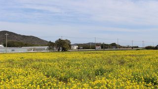 伊良湖岬の菜の花はよかったけど。。。