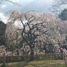池のほとりの桜