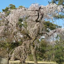 児童公園の桜
