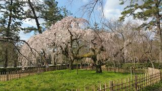 早咲きのしだれ桜スポット