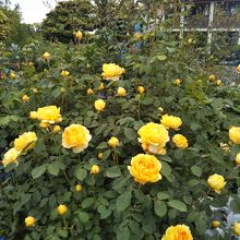 港の見える丘公園のローズガーデン