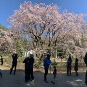 2020年春、六義園のしだれ桜が満開です