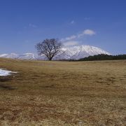 雪がない