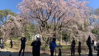2020年春、六義園のしだれ桜が満開です