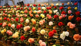 広大な温室内に花が満開