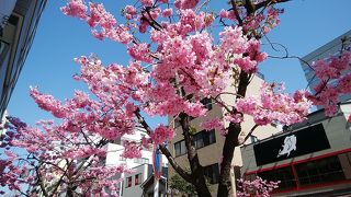 横浜緋桜が美しく咲いていた！