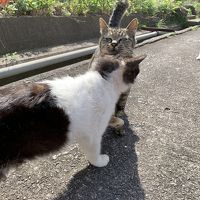 野良猫との邂逅