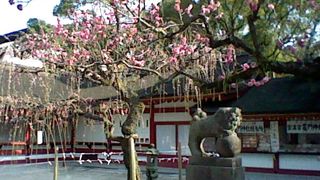 太宰府の本殿周辺はどこを見ても梅づくしで記念撮影がはかどります