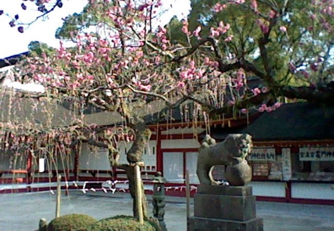 太宰府の本殿周辺はどこを見ても梅づくしで記念撮影がはかどります