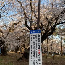 3/21の桜の状況