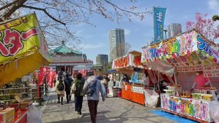 お花見の自粛ムードの中、孤軍奮闘です