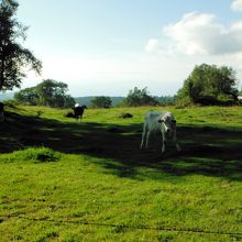 菅平牧場(四阿山登山道から)