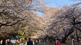 3月の三連休、満開手前です。