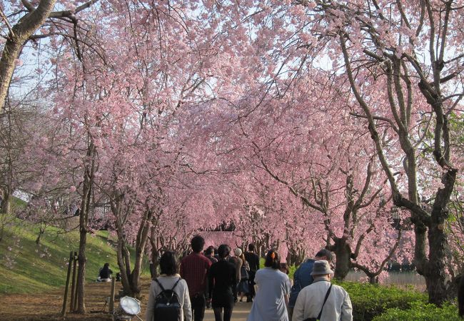 常陸風土記の丘 クチコミ アクセス 営業時間 石岡 霞ヶ浦 フォートラベル 常陸風土記の丘 クチコミ アクセス 営業時間 石岡 霞ヶ浦 フォートラベル