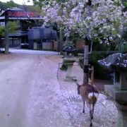 鹿と宮島の桜