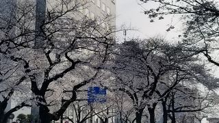 街中のきれいな桜並木