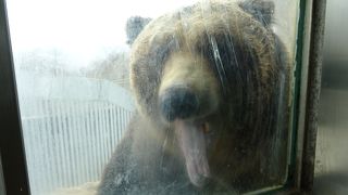 一年ぶりに来ました！雄ヒグマはデッカーい!!