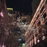 夜桜も綺麗