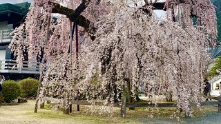 しだれ桜が満開でした