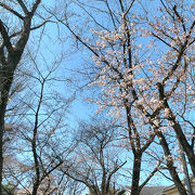 桜のトンネル