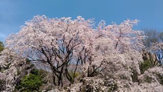 2020　枝垂桜