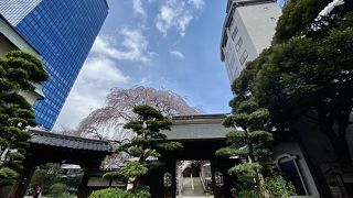 新宿の高層ビルの谷間の桜が綺麗なお寺