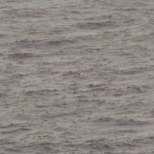 海上を飛ぶシラオネッタイチョウ