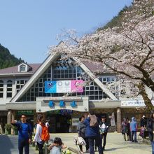 ケーブルカー乗り場、桜が満開でした