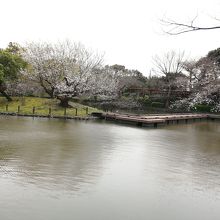 池の周囲は緑豊かです。春には桜も。