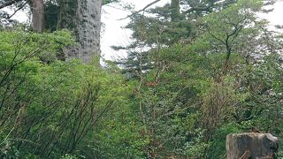 立派な杉を間近で