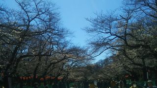 桜は咲いていました